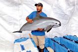 Persona sostiene en brazos un ejemplar de vaquita marina.