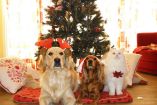 mascotas en Navidad
