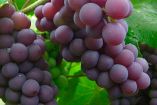Antes de los 12 deseos con las uvas, conoce estos datos