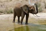 La dependencia compartió en sus redes sociales un video en el que muestra a ambos ejemplares  en los sitios acondicionados para su estancia en el Zoológico de San Juan de Aragón