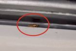 Cucaracha en Metrobús CDMX.