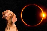 perro eclipse