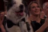 Perro Messi aplaudiendo en Premios Oscar 2024