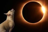 perrito y eclipse