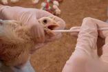 Gallina a la que están haciendo una prueba de patógenos para detectar gripe aviar. Foto: Especial.
