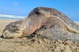 Piden ONG’s que México proteja a tortuga caguama antes de que lluevan embargos