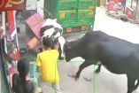 Las vacas hicieron una pelea en plena calle, llevándose a su paso a tres jóvenes. (Especial)