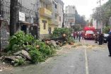 Cae árbol de 12 metros en la colonia Copilco el bajo alcaldía Coyoacán, CDMX.