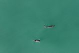 Vista aérea de dos vaquitas marinas nadando en las aguas del Alto Golfo de California, fotografiadas durante la misión de observación y conservación de 2024.