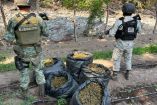 Guardia Nacional asegura secadero de mariguana en Michoacán