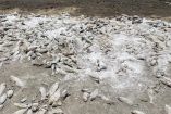 Peces muertos en la Laguna de Bustillos
