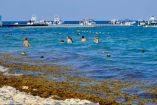 Alga marina en playas de Cancún