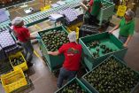 Exportación de aguacate a EU