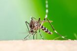 La Secretaría de Salud de Coahuila alerta sobre el incremento del mosquito transmisor del dengue tras las lluvias de la tormenta tropical Alberto