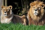 leones