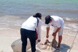 Semar asegura 20 kilos de pulpo maya en Yucatán