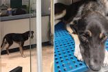 Bernie un perrito que llegó herido a una clínica del IMSS en Monterrey