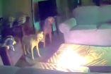 VIDEO: Perro provoca incendio por andar mordiendo una batería de celular