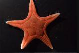 Nueva estrella de mar de color rojo y beige descubierta en Japón