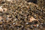 Denuncian muerte masiva de abejas en Yucatán; 759 colmenas resultaron afectadas