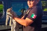 Rescatan a tigrillo atropellado en carretera de Yucatán