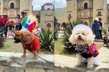 Perritos desfilan con trajes típicos de Oaxaca 