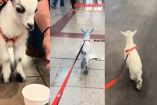 VIDEO: Joven presume a ‘Birrioberto’ en una exclusiva plaza comercial en Chihuahua y se vuelve viral