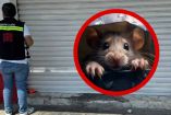 Clausuran carnicería infestada de ratas y cucarachas en Torreón 