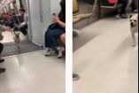 Un perrito se robó el show en la Línea 12