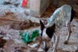 Rescatista tenía 17 perros en condiciones deplorables; autoridades investigan maltrato animal