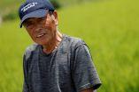 Un agricultor mayor japonés trabaja en un campo de cultivo, simbolizando el envejecimiento de la fuerza laboral en Japón, donde el 13,5% de las personas mayores de 65 años continúan trabajando.