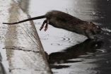 Las ratas se han proliferado masivamente en Nueva York. (Reuters)