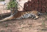 Tigre de Bengala hembra es conocida como 'Tita'