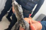 cocodrilo bebé hallado en el Metro