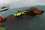 Un perro con chaleco salvavidas flota en el mar agitado mientras es rescatado por la Guardia Costera, con un velero a la deriva y parcialmente sumergido de fondo, durante el paso del huracán Helene.