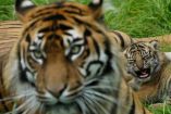 Los tigres han muerto por un brote de gripe aviar. (Reuters)