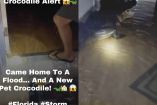 Cocodrilo en casa inundada tras huracan