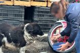 Llevan alimento y agua para más de cien animalitos de compañía afectados por lluvias en Xochimilco, CDMX.