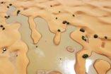 desierto del Sahara inundado