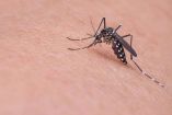 mosquito del dengue