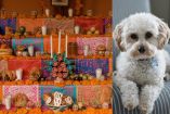 Esta tradición podría ser peligrosa para animales que tienden a tomar elementos de la ofrenda. Foto: Pexels