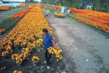 Productores de flor de cempasúchil trabajando.