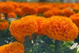flor de cempasúchil 