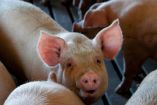 Detectan primer caso de gripe aviar en un cerdo en Estados Unidos
