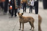 Peregrinos que llegan a la Basílica de Guadalupe en la CDMX abandonan a sus perros