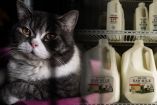 Ambos gatos murieron debido a la contaminación de la leche (Reuters / Especial)
