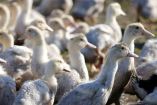 El paciente tuvo contacto con aves enfermas y muertas por gripe aviar. (Reuters)