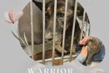 Warrior, un perrito Pastor Belga