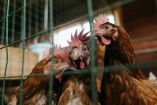 Confirman primer caso de gripe aviar H5N9 en Estados Unidos