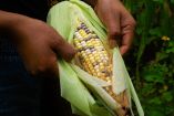 maíz orgánico 